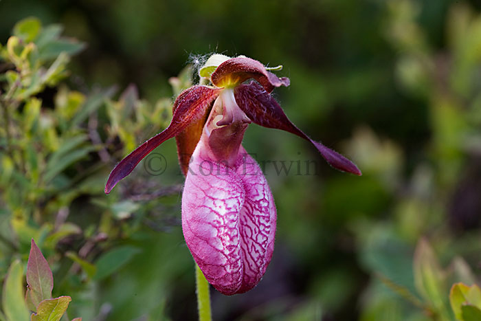 Pink Moccasin Flower