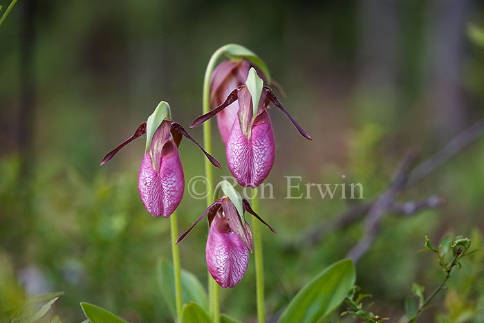 Pink Moccasin Flowers