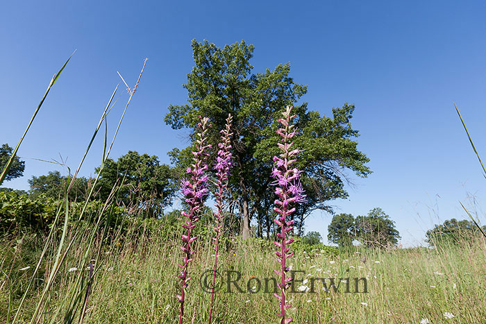 Dense Blazing-star