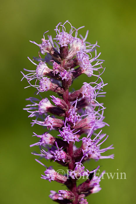 Dense Blazing-star