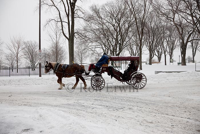 Horse Drawn Carriage in Quebec City Image - 081224C7423 by Ron Erwin