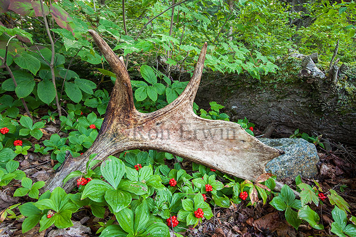 Moose Antlers