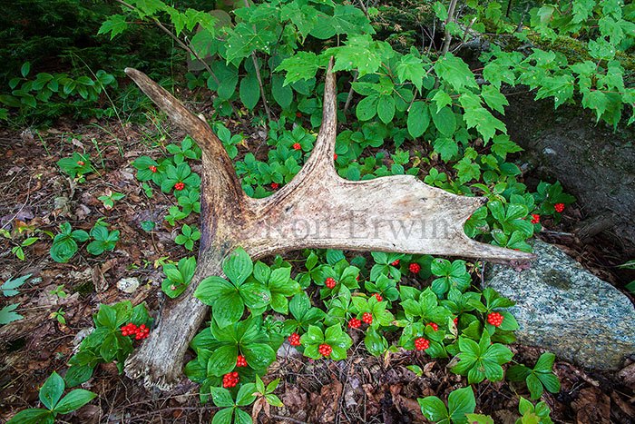 Moose Antlers