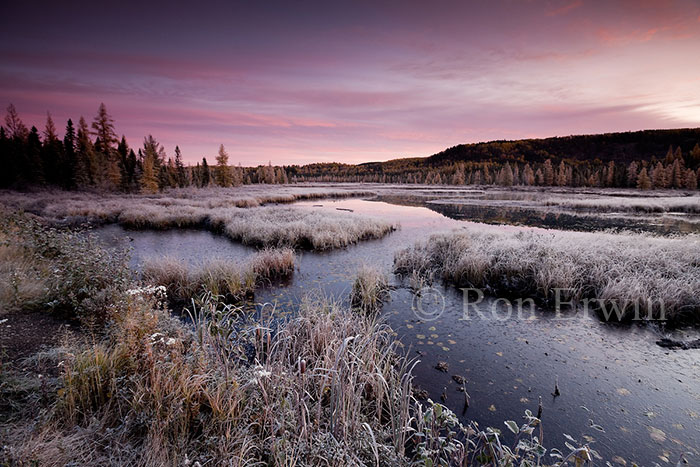 Frost on Costello Creek, ON © Ron Erwin