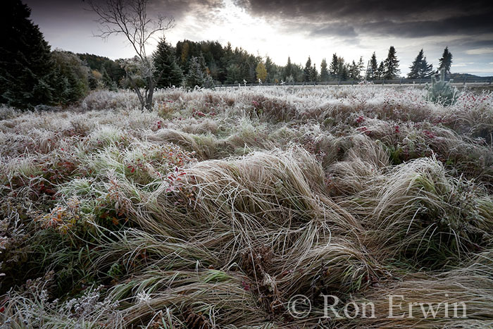Fall Frost in Algonquin © Ron Erwin
