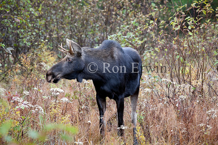 Young Male Moose in Autumn © Ron Erwin