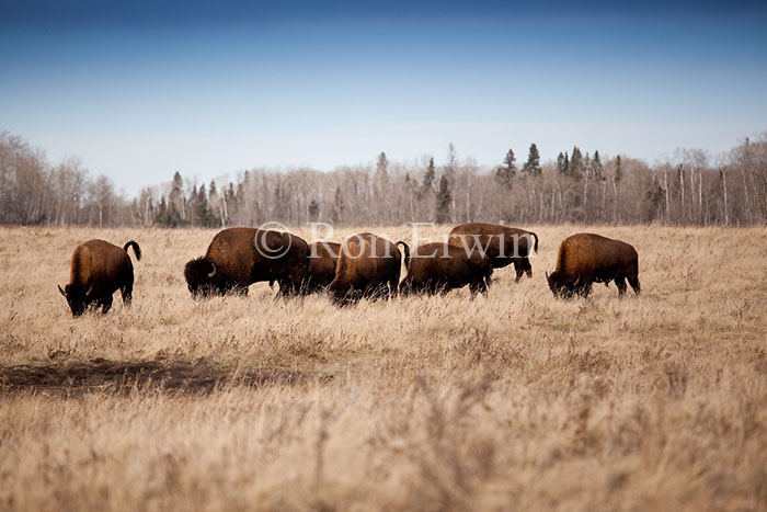 Herd of Bison © Ron Erwin