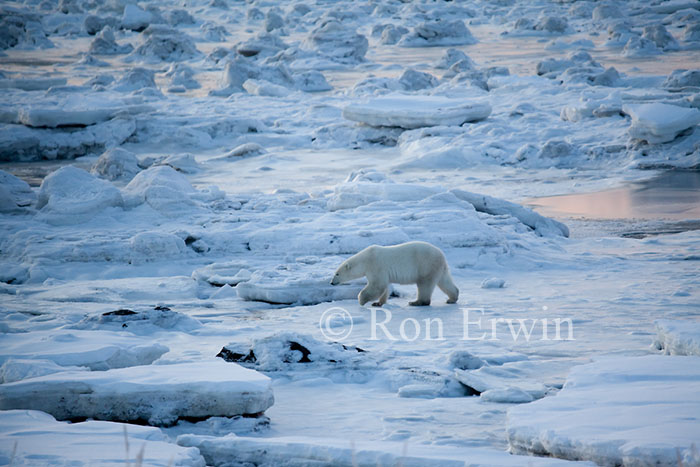 Bear Walking on Ice © Ron Erwin