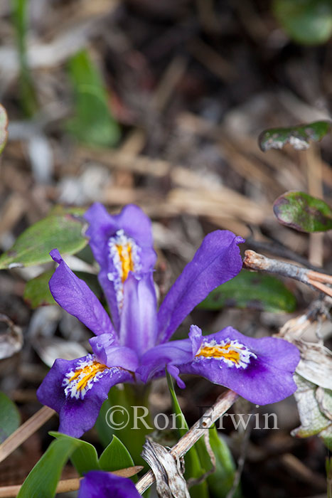 Dwarf Lake Iris