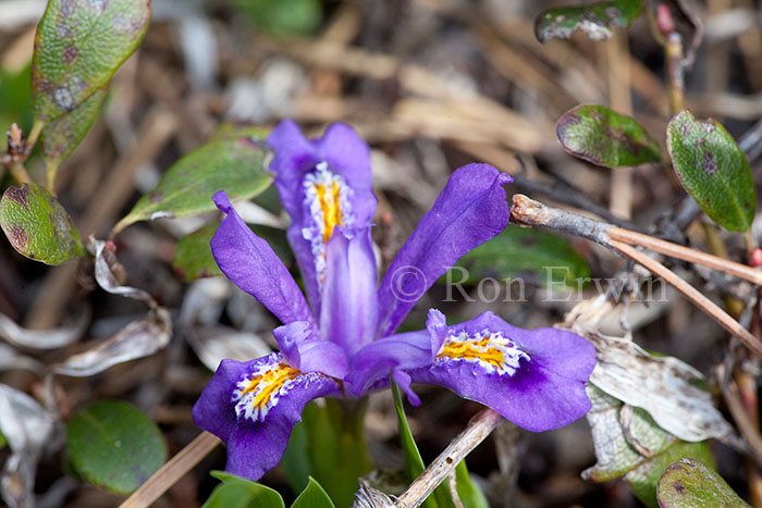 Dwarf Lake Iris