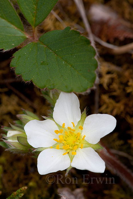 Wild Strawberry