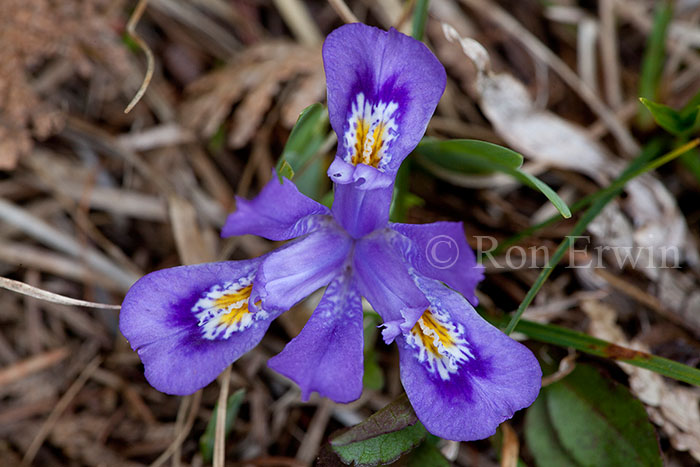 Dwarf Lake Iris