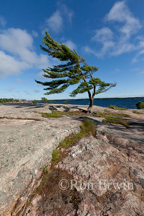 Wind-swept Pine at Georgian Bay Image - 100628D2329 by Ron Erwin