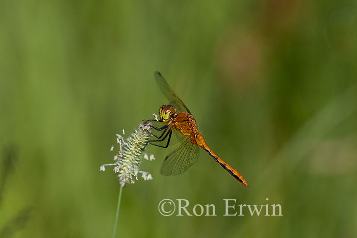 Meadowhawk