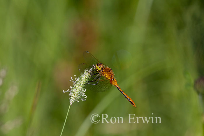 Meadowhawk