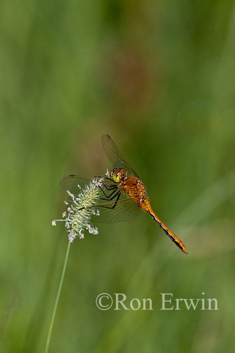 Meadowhawk