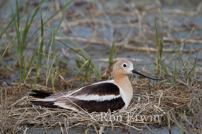 Avocet on Nest