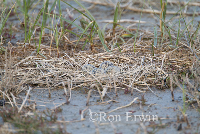 Avocet Eggs in Nest