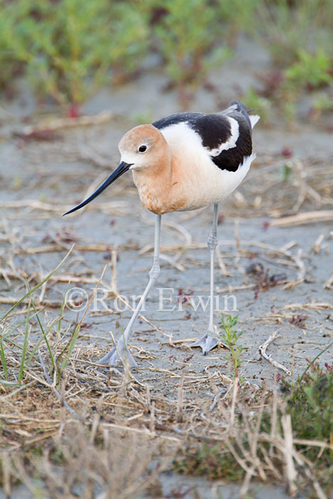 American Avocet