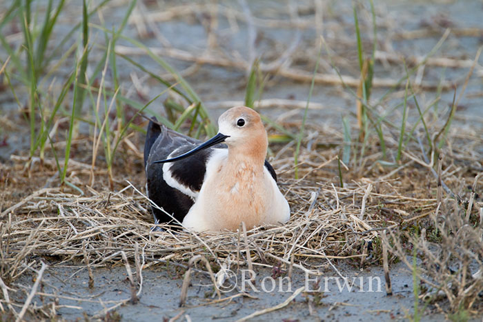 Avocet on Nest