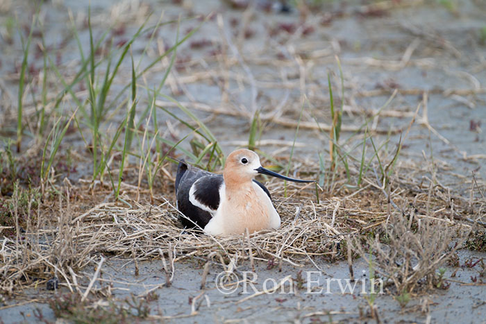 Avocet on Nest