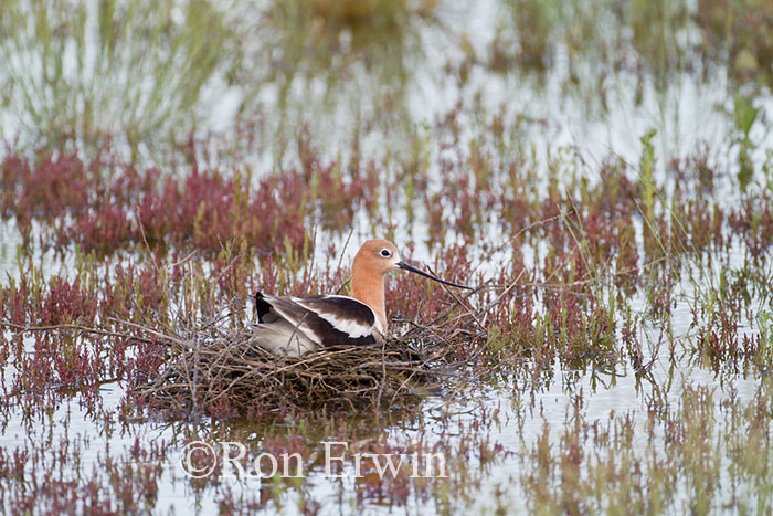 Avocet on Nest