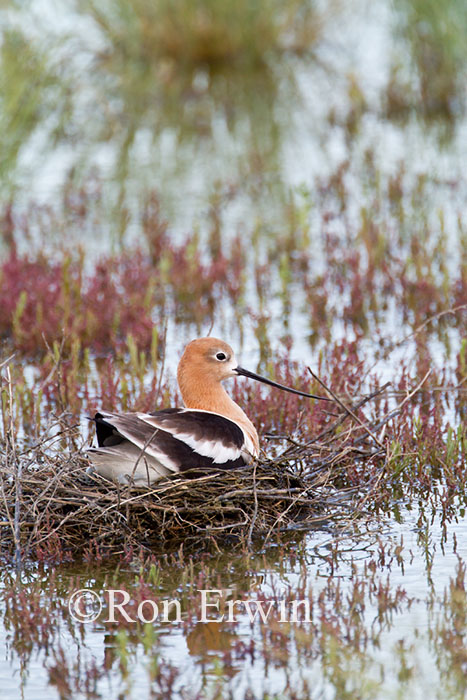 Avocet on Nest