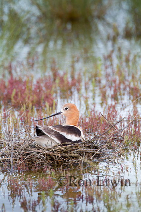 Avocet on Nest