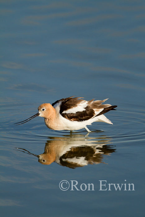 American Avocet