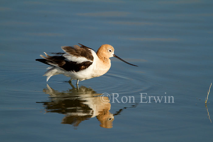 American Avocet