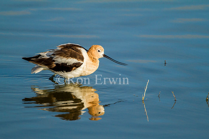 American Avocet