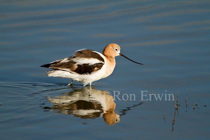 American Avocet