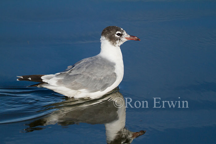 Franklin's Gull