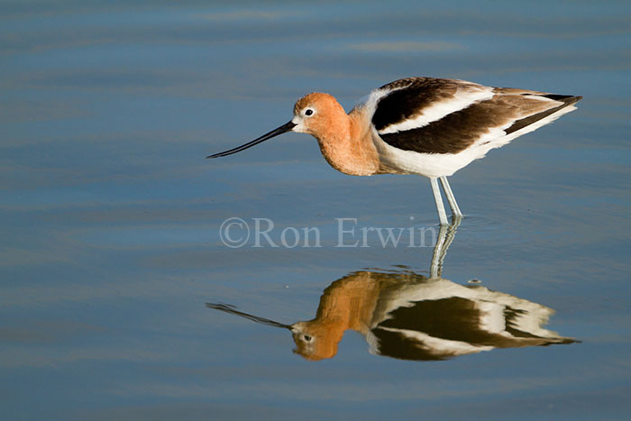 Wading Avocet