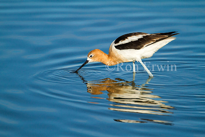 Wading Avocet