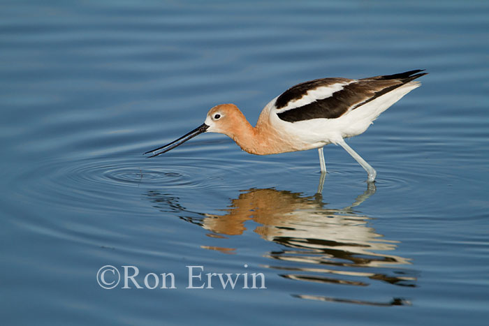 Wading Avocet