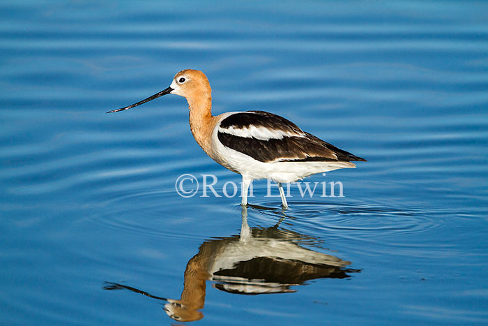 Wading Avocet