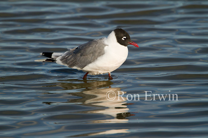 Franklin's Gull Adult