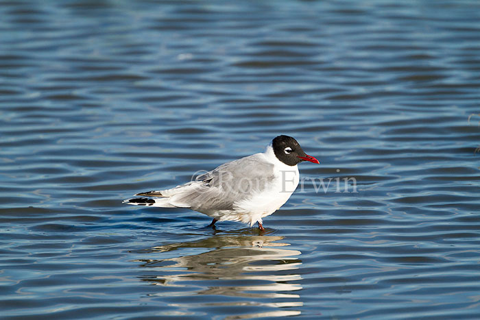 Franklin's Gull Adult