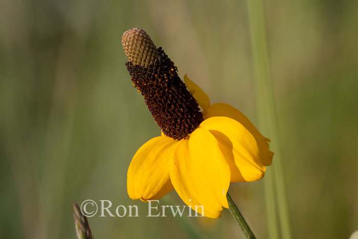 Prairie Coneflower