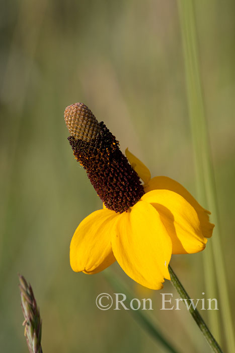 Prairie Coneflower