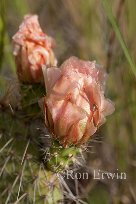 Prickly Pear Cactus