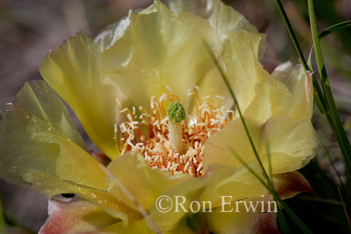 Prickly Pear Cactus