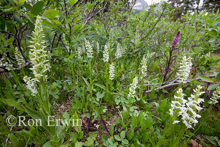 Tall White Bog Orchid and Elephant Head