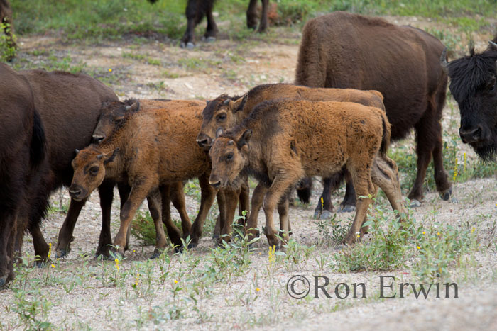 Bison Herd © Ron Erwin
