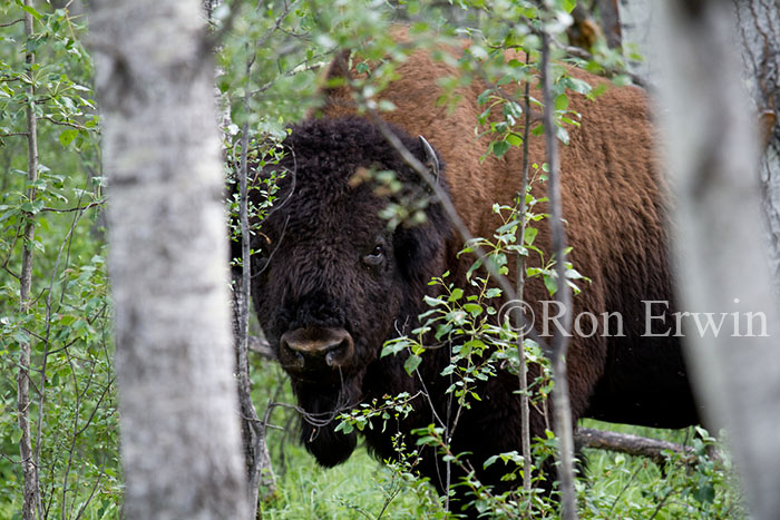 Bison in Trees