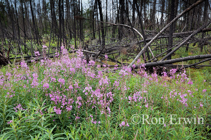 Fireweed and Boreal Forest  © Ron Erwin