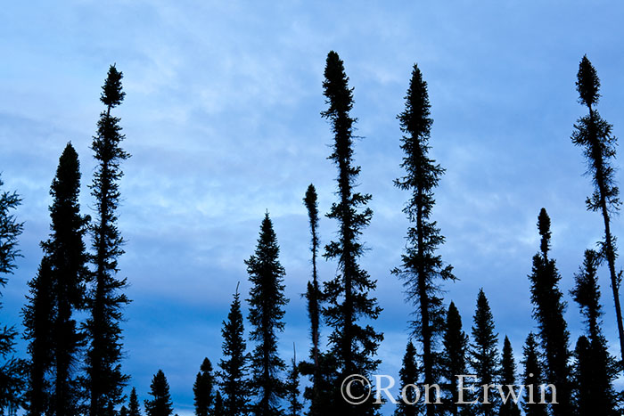 Spruce Trees © Ron Erwin