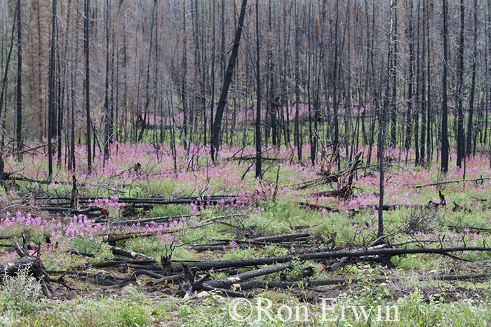 Burned Forest