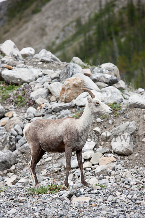 Female Stone Sheep